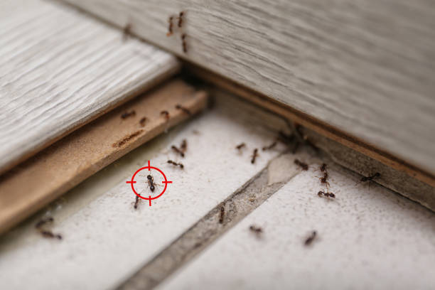 Insect Control in Duluth, WA