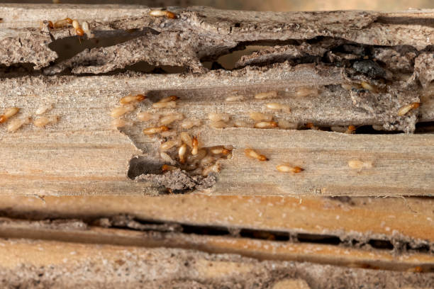  Duluth, WA Pest Control Pros