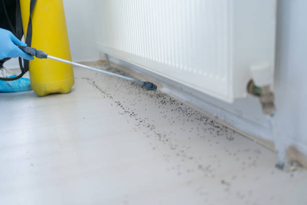 Best Affordable Pest Control Services  in Duluth, WA